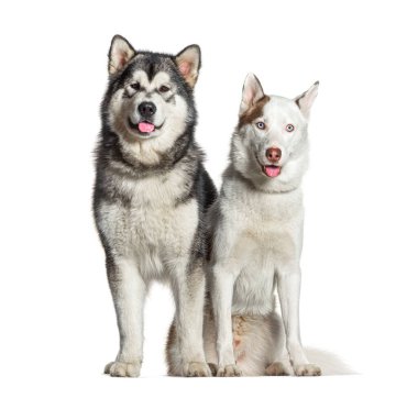 İki köpek, bir Alaska malamute ve bir Sibirya husky, oturuyorlar ve mutlu görünürken nefes nefese kalıyorlar.