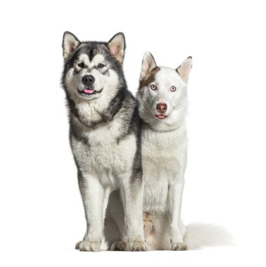 Alaska malamute ve Sibirya husky beyaz arka planda oturuyor