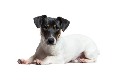Jack Russell Terrier köpeği uzanıp kameraya bakıyor, beyaz arka planda izole edilmiş.