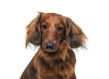 Beyaz bir arka planda poz veren kahverengi uzun saçlı dachshund köpeği.