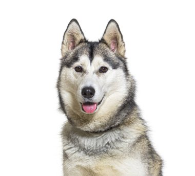 Mutlu Alaska köpekleri oturur ve soluk soluğa kalır.