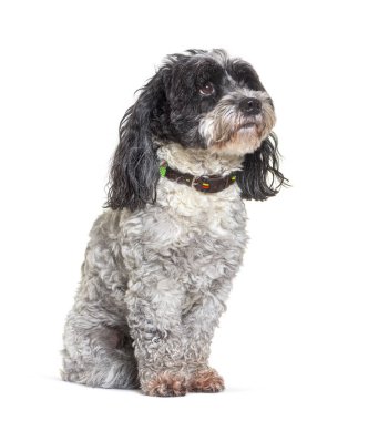 Melez köpek oturur ve dikkatle bakar, beyazı izole eder.