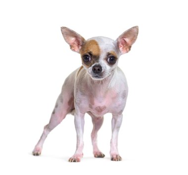 Kısa saçlı chihuahua beyaz arka planda duruyor ve meraklı görünüyor.