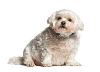 Kilolu Malta köpeği oturuyor ve meraklı görünüyor, beyaz tenli.