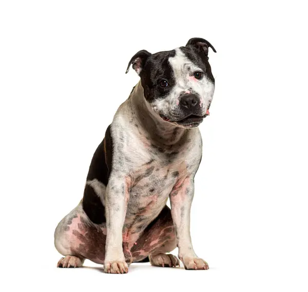 Stock image Staffordshire bull terrier with black and white fur sitting on white background