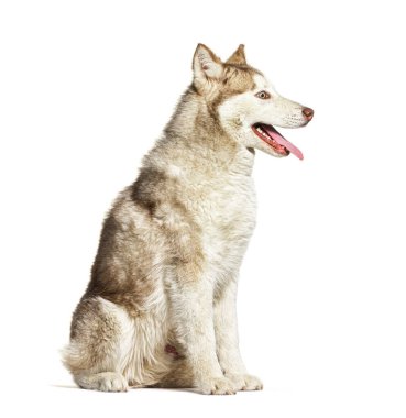 Sibirya Husky 'si profilde oturuyor, soluk soluğa, beyaz bir arka planda izole.