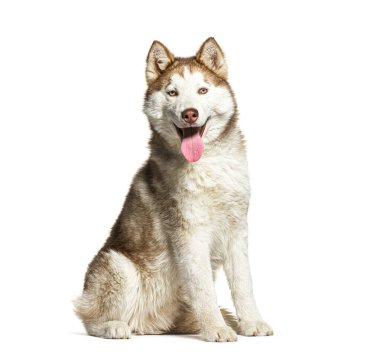 Sibirya köpeği yerde oturuyor, nefes nefese ve mutlu görünüyor.