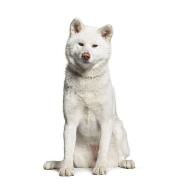 Beyaz akita inu köpek oturuyor ve kameraya bakıyor, beyaz üzerinde izole
