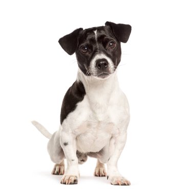 Jack Russell Terrier oturuyor ve beyaz arka planda kameraya bakıyor.