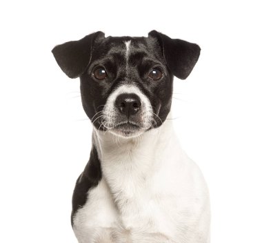 Parson Russell Terrier köpeği kameraya bakıyor, beyaz üzerinde izole edilmiş.