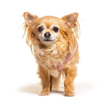 Long haired chihuahua wearing a pink harness and standing on a white background clipart