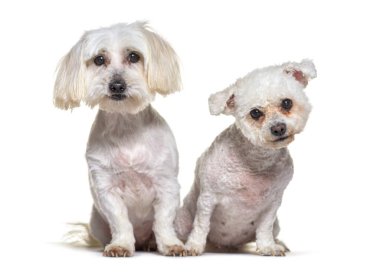 Kısa saçlı iki küçük beyaz köpek beyaz bir arka planda oturuyor.