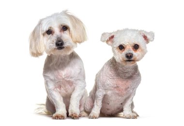 Beyaz tüylü beyaz köpek ve pasaklı beyaz köpek beyaz arka planda yan yana oturuyorlar.