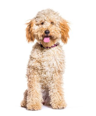 Şirin kaniş köpeği dili açık oturuyor, mutlu ve rahat görünüyor.