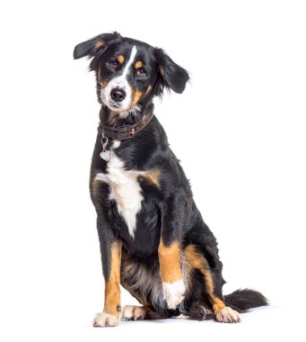 Güzel apandis sennenhund köpek beyaz arka planda oturuyor, meraklı görünüyor
