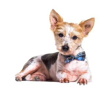 Yorkshire Teriyeri köpeği mavi papyon takıyor, beyaz arka planda yatıyor.