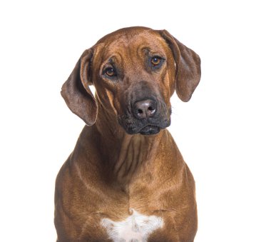 Beyaz bir arka planda meraklı görünen rodezya sırtlı bir köpeğin portresi