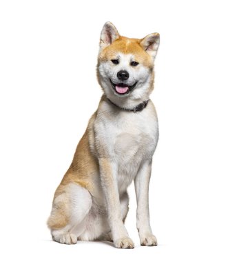Mutlu akita inu köpekleri soluk soluğa oturuyor ve kameraya bakıyor.