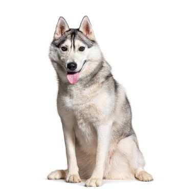 Gri ve beyaz Sibirya köpeği yerde dilleri dışarıda oturuyor.