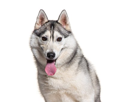 Gri ve beyaz Sibirya Husky soluk soluğa, beyaz üzerinde izole