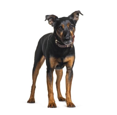Genç melez köpek beyaz arka planda duruyor ve kahverengi deri bir tasma takıyor.