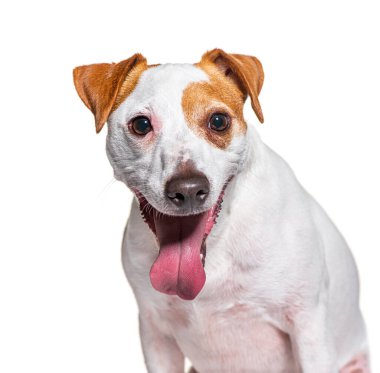 Jack Russell Terrier dilini uzatıyor ve beyaz arka planda nefes nefese.