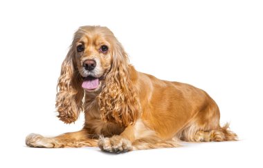 Yetişkin Amerikan cocker spaniel beyaz bir arka planda, mutlu bir şekilde nefes nefese yatıyor.