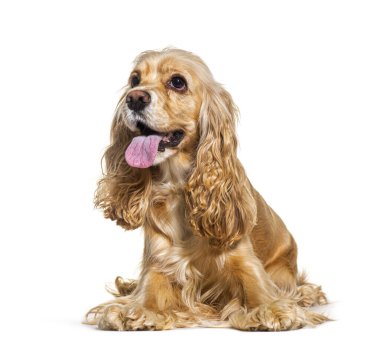 Amerikalı cocker spaniel, dili dışarıda uzanıyor ve başka yere bakıyor.