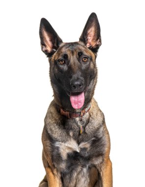 Beyaz bir arka planda otururken dilini çıkaran Belçikalı çoban köpeği.