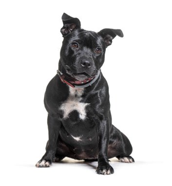 Kırmızı yakalı bir köpek beyaz arka planda oturuyor ve soluk soluğa.