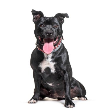 Şirin staffordshire boğa teriyeri köpeği oturuyor ve dili dışarıda nefes nefese.