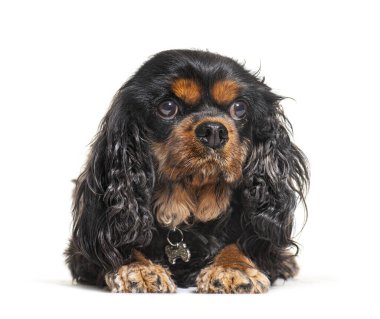 Şövalye Kral Charles Spaniel yerde yatıyor ve beyaz bir arka planda meraklı bakıyor.