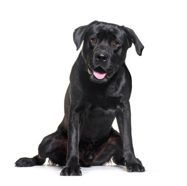 Siyah labrador av köpeği yerde oturuyor ve bir şeye bakarken nefes nefese.