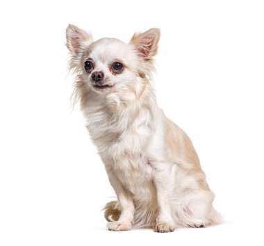 Küçük, uyanık chihuahua oturuyor ve yan tarafa bakıyor.