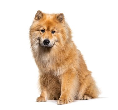 Avrasyalı köpek oturuyor ve beyaz arka planda izole edilmiş kameraya bakıyor.