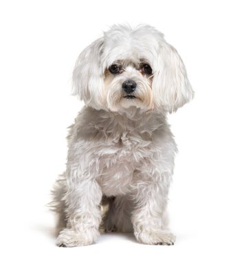 Sevimli beyaz Malta köpeği oturuyor ve dikkatle bakıyor, beyaz üzerinde izole.