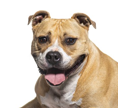 Amerikan Stadyumu teriyeri soluk soluğa ve beyaz arka planda mutlu görünüyor.