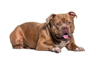 Amerikalı zorba köpek uzanmış, dili dışarıda bize bakıyor.