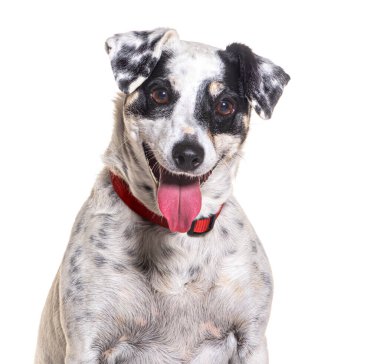 Kırmızı yakalı mutlu bir köpek soluk soluğa ve beyaz arka planda gülümsüyor.