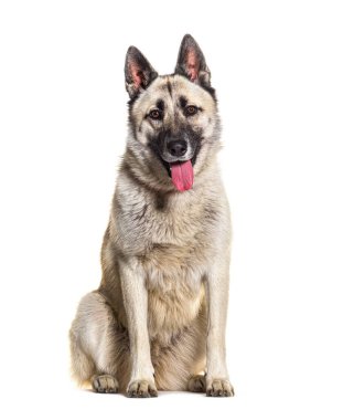 İsveçli köpek oturuyor ve dili dışarıda nefes nefese.