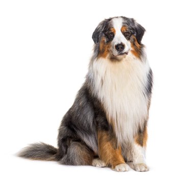 Avustralyalı çoban köpeği oturuyor ve kameraya bakıyor.