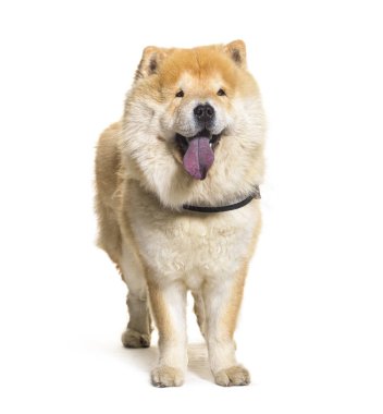 Beyaz arka planda duran mutlu yetişkin yemeği.