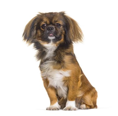 Pekin köpeği beyaz arka planda oturuyor ve meraklı görünüyor