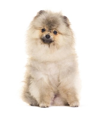 Şirin pomeranian köpek yavrusu oturup sabırla beyaz bir arka plan bekliyor.