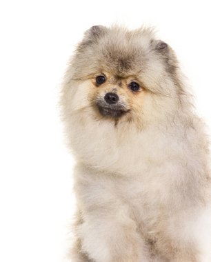 Yumuşak pomeranian köpek yavrusu beyaz bir arka planda oturuyor ve meraklı görünüyor