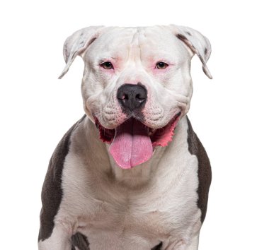 Mutlu Amerikan zorba köpeği kameraya bakarken dilinden nefes nefese