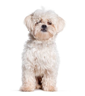 Beyaz tüylü melez köpek oturuyor ve kameranın dışında bir şeye bakıyor.