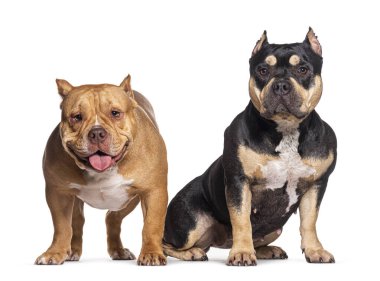 Kahverengi ve beyaz bir Amerikan zorba köpeği beyaz bir arka planda duruyor ve oturuyor.