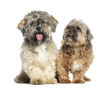 Beyaz arka planda oturan iki şirin shih tzu köpeği, biri soluk soluğa ve kameraya bakarken diğeri başka yöne bakıyor.