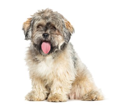 Pofuduk Shih Tzu köpeği oyun sonrası nefes nefese oturuyor.